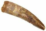 Fossil Spinosaurus Tooth - Real Dinosaur Tooth #322264-1